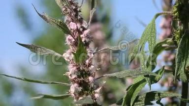 <strong>益母草</strong>（心脏<strong>益母草</strong>）是一种€的“一种很好的蜂蜜植物和草药”。